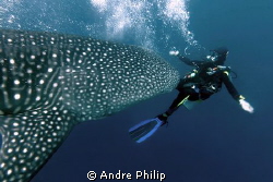 a diver will be run over of a whaleshark ;-) by Andre Philip 